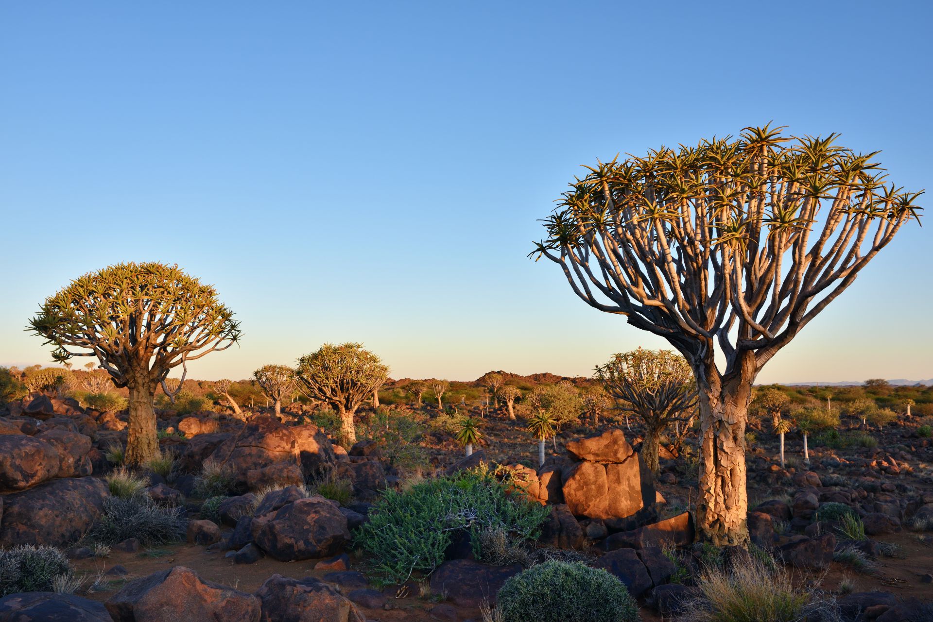 Quiver Tree Forest 2